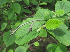 Alnus incana