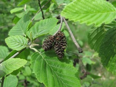 Alnus incana