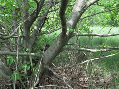 Alnus incana