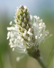 Plantago canescens
