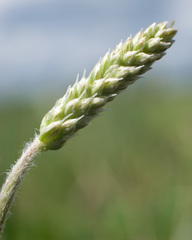 Plantago canescens