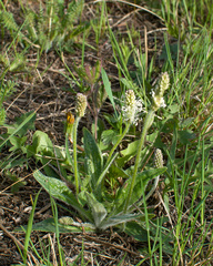 Plantago canescens