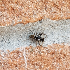 Menemerus semilimbatus
