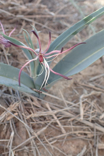 Image of Ornithoglossum undulatum by (c) Nicola van Berkel, some rights reserved (CC BY-SA)