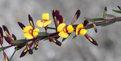 Bossiaea linophylla