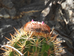 Melocactus harlowii