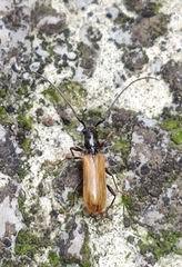 Stenhomalus bicolor