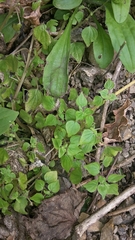 Parietaria debilis