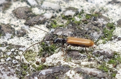 Stenhomalus bicolor