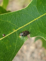 Brachys ovatus