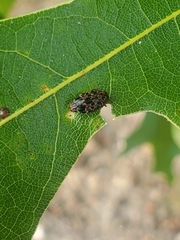 Brachys ovatus