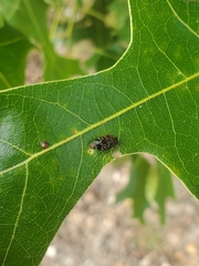 Brachys ovatus