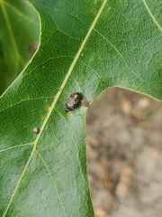 Brachys ovatus
