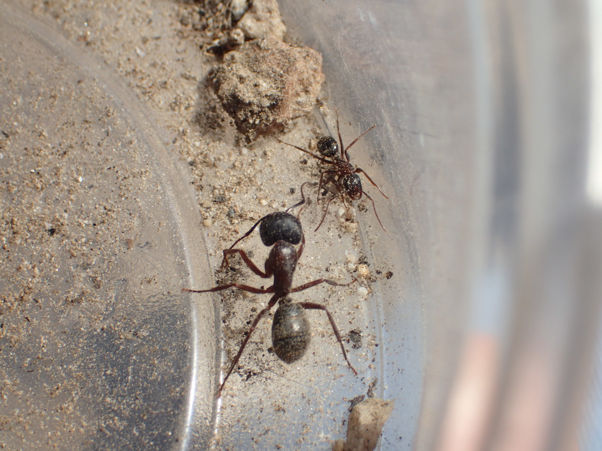 Camponotus dumetorum