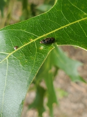 Brachys ovatus