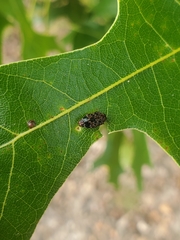 Brachys ovatus