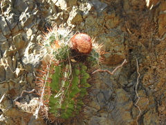 Melocactus harlowii
