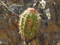 Melocactus harlowii