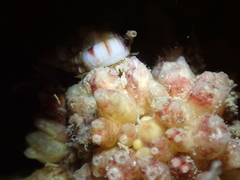 Distomus
