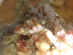 Distomus