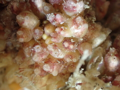 Distomus