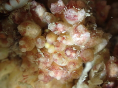 Distomus