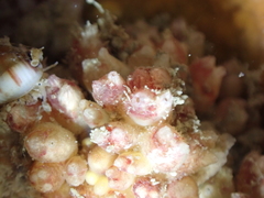 Distomus
