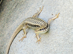 Heremites auratus