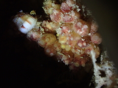 Distomus