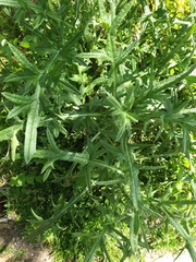 Cirsium vulgare