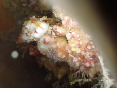 Distomus
