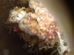 Distomus