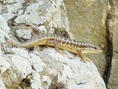 Heremites auratus