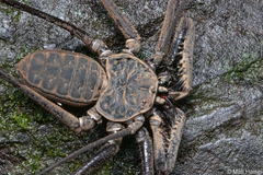 Paraphrynus emaciatus