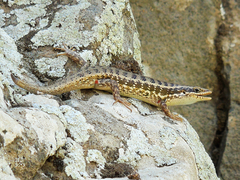 Heremites auratus
