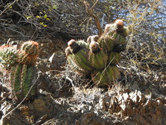 Melocactus harlowii