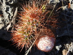 Melocactus harlowii