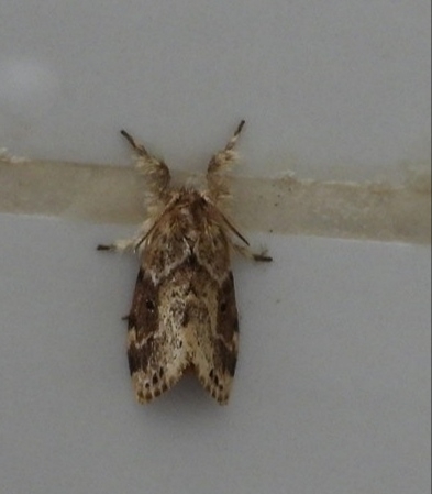 Lacida