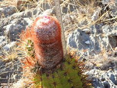 Melocactus harlowii