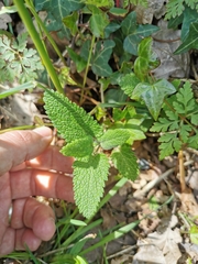Teucrium scorodonia