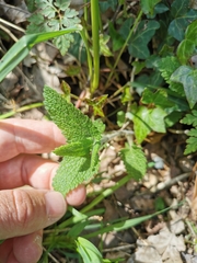 Teucrium scorodonia