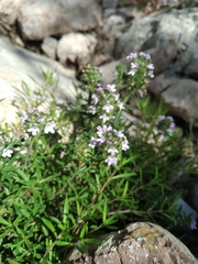 Thymus dzevanovskyi