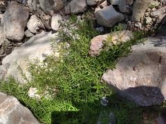 Thymus dzevanovskyi