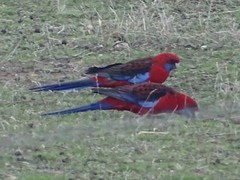 Platycercus elegans melanopterus