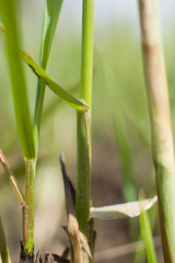 Poaceae