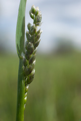 Poaceae