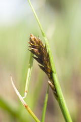 Poaceae