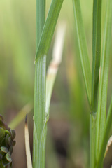Poaceae