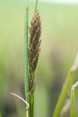 Poaceae