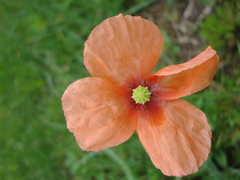 Papaver